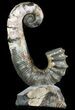 Heteromorph Ammonite Fossil - Volga River, Russia #47626-2
